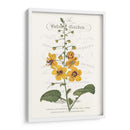 Varietales De Jardín De Flores V - Vision Studio | Cuadro decorativo de Canvas Lab