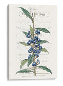 Varietales De Jardín De Flores Vi - Vision Studio | Cuadro decorativo de Canvas Lab