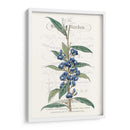 Varietales De Jardín De Flores Vi - Vision Studio | Cuadro decorativo de Canvas Lab