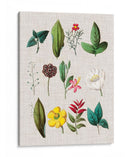 Asamblea Floral Ii - Vision Studio | Cuadro decorativo de Canvas Lab