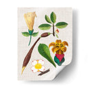 Montaje Floral V - Vision Studio | Cuadro decorativo de Canvas Lab