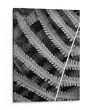 Helecho I - Jim Christensen | Cuadro decorativo de Canvas Lab