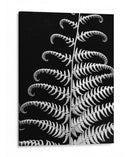 Fern Ii - Jim Christensen | Cuadro decorativo de Canvas Lab