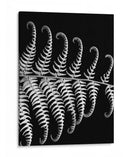 Fern Iii - Jim Christensen | Cuadro decorativo de Canvas Lab