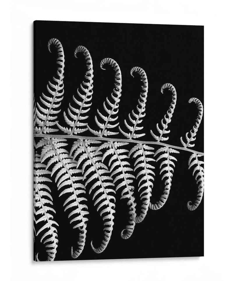 Fern Iii - Jim Christensen | Cuadro decorativo de Canvas Lab