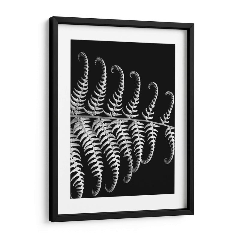 Fern Iii - Jim Christensen | Cuadro decorativo de Canvas Lab
