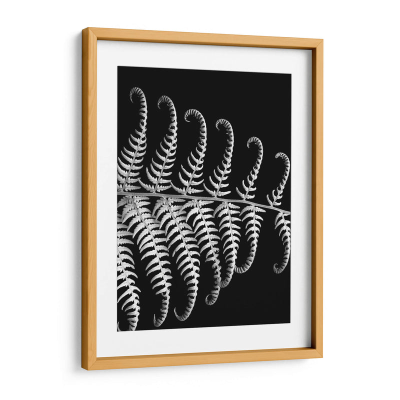 Fern Iii - Jim Christensen | Cuadro decorativo de Canvas Lab