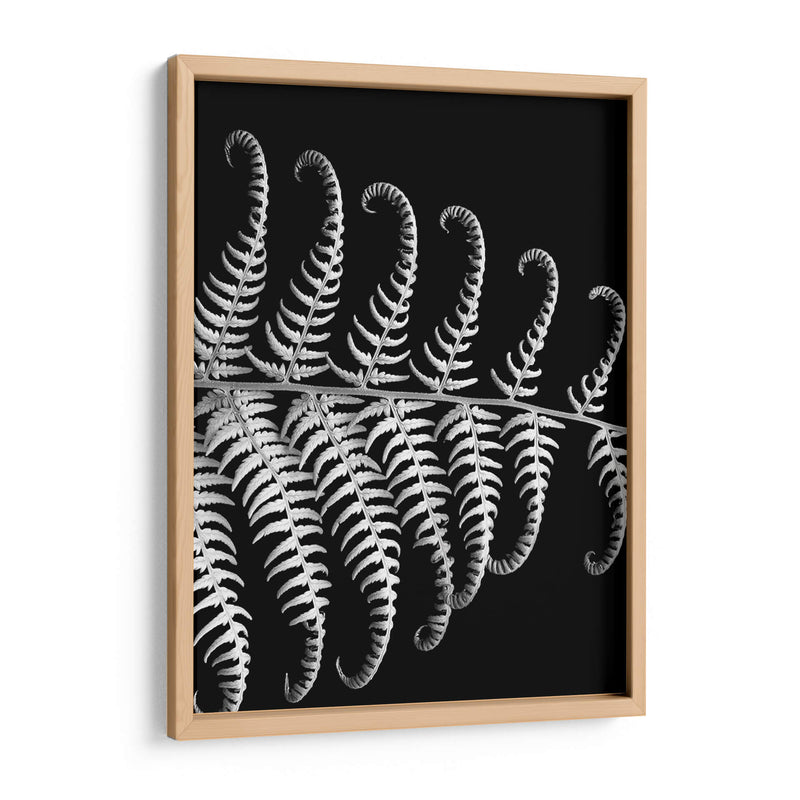 Fern Iii - Jim Christensen | Cuadro decorativo de Canvas Lab