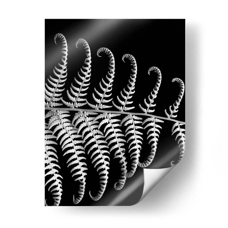 Fern Iii - Jim Christensen | Cuadro decorativo de Canvas Lab