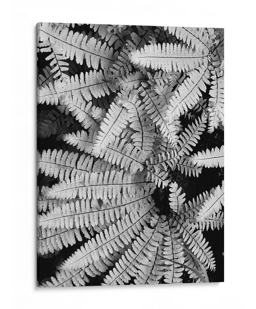 Fern Iv - Jim Christensen | Cuadro decorativo de Canvas Lab