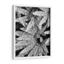 Fern Iv - Jim Christensen | Cuadro decorativo de Canvas Lab