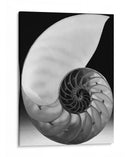 Shell I - Jim Christensen | Cuadro decorativo de Canvas Lab