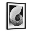 Shell I - Jim Christensen | Cuadro decorativo de Canvas Lab