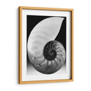 Shell I - Jim Christensen | Cuadro decorativo de Canvas Lab