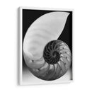 Shell I - Jim Christensen | Cuadro decorativo de Canvas Lab