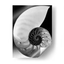 Shell I - Jim Christensen | Cuadro decorativo de Canvas Lab