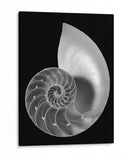 Shell Ii - Jim Christensen | Cuadro decorativo de Canvas Lab