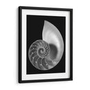 Shell Ii - Jim Christensen | Cuadro decorativo de Canvas Lab