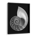 Shell Ii - Jim Christensen | Cuadro decorativo de Canvas Lab