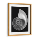 Shell Ii - Jim Christensen | Cuadro decorativo de Canvas Lab
