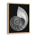 Shell Ii - Jim Christensen | Cuadro decorativo de Canvas Lab