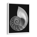 Shell Ii - Jim Christensen | Cuadro decorativo de Canvas Lab