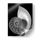 Shell Ii - Jim Christensen | Cuadro decorativo de Canvas Lab