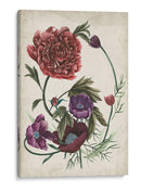 Antigüedad Peonía I - Melissa Wang | Cuadro decorativo de Canvas Lab