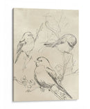 Bosquejo De Pájaro Songbird Vintage Ii - June Erica Vess | Cuadro decorativo de Canvas Lab