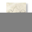 Bosquejo De Pájaro Songbird Vintage Ii - June Erica Vess | Cuadro decorativo de Canvas Lab