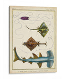 Rayos Antiguos Y Peces I - Chevillet | Cuadro decorativo de Canvas Lab