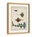 Rayos Antiguos Y Peces I - Chevillet | Cuadro decorativo de Canvas Lab