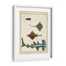 Rayos Antiguos Y Peces I - Chevillet | Cuadro decorativo de Canvas Lab