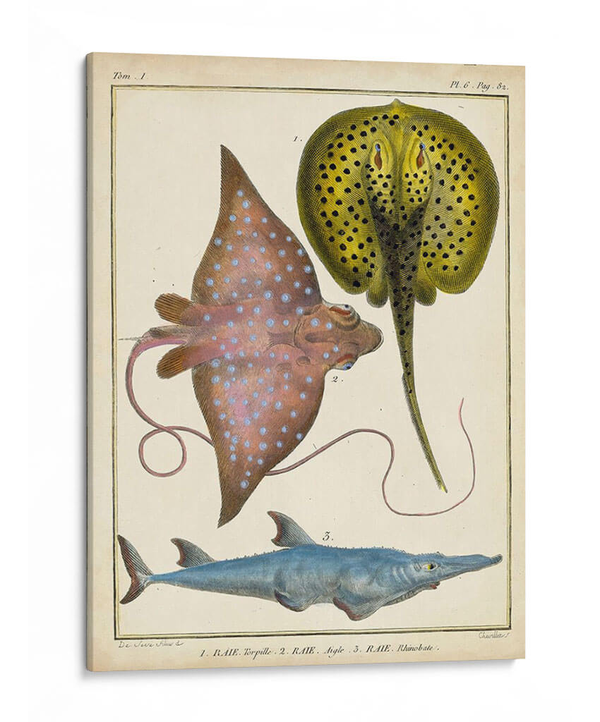 Rayos Antiguos Y Peces Ii - Chevillet | Cuadro decorativo de Canvas Lab