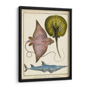 Rayos Antiguos Y Peces Ii - Chevillet | Cuadro decorativo de Canvas Lab