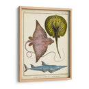 Rayos Antiguos Y Peces Ii - Chevillet | Cuadro decorativo de Canvas Lab