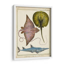 Rayos Antiguos Y Peces Ii - Chevillet | Cuadro decorativo de Canvas Lab
