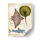 Rayos Antiguos Y Peces Ii - Chevillet | Cuadro decorativo de Canvas Lab