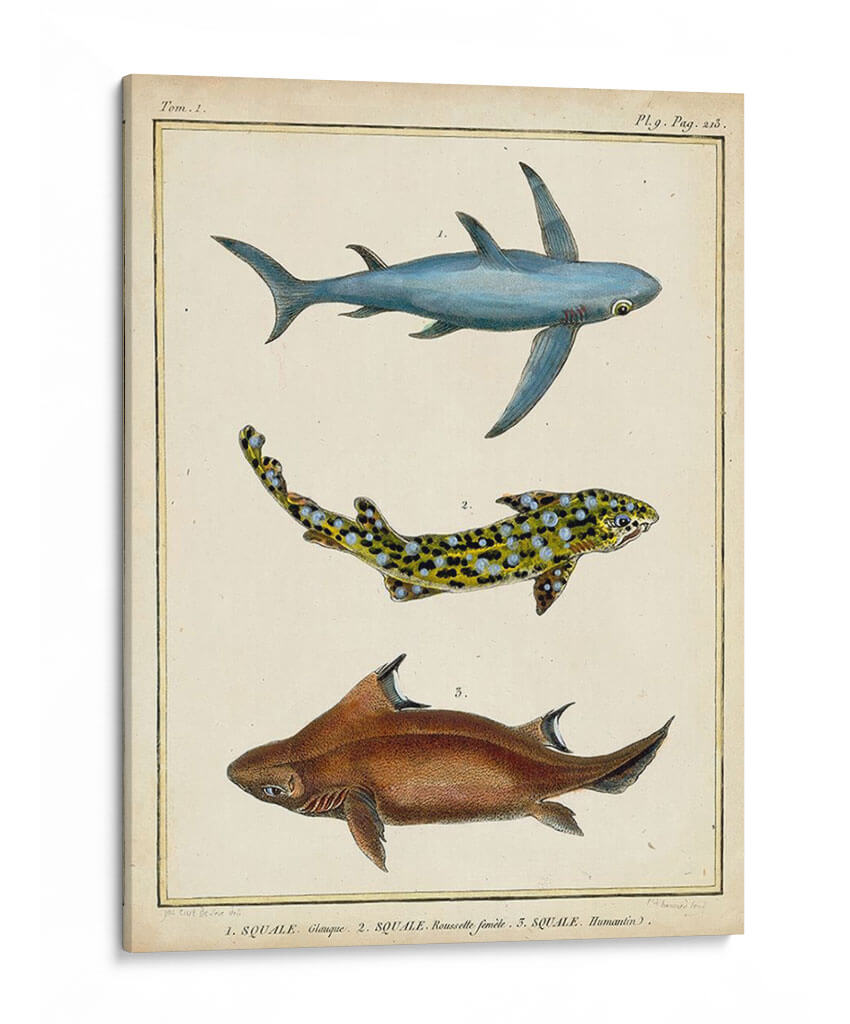 Rayos Antiguos Y Pescado Iii - Chevillet | Cuadro decorativo de Canvas Lab