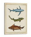 Rayos Antiguos Y Pescado Iii - Chevillet | Cuadro decorativo de Canvas Lab