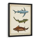Rayos Antiguos Y Pescado Iii - Chevillet | Cuadro decorativo de Canvas Lab