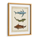 Rayos Antiguos Y Pescado Iii - Chevillet | Cuadro decorativo de Canvas Lab