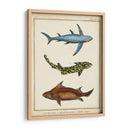Rayos Antiguos Y Pescado Iii - Chevillet | Cuadro decorativo de Canvas Lab