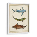 Rayos Antiguos Y Pescado Iii - Chevillet | Cuadro decorativo de Canvas Lab