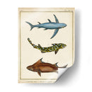 Rayos Antiguos Y Pescado Iii - Chevillet | Cuadro decorativo de Canvas Lab