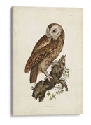 Buho Carabo - John Selby | Cuadro decorativo de Canvas Lab