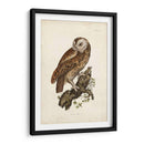 Buho Carabo - John Selby | Cuadro decorativo de Canvas Lab