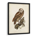 Buho Carabo - John Selby | Cuadro decorativo de Canvas Lab