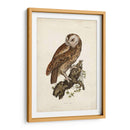 Buho Carabo - John Selby | Cuadro decorativo de Canvas Lab