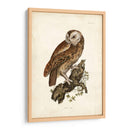 Buho Carabo - John Selby | Cuadro decorativo de Canvas Lab